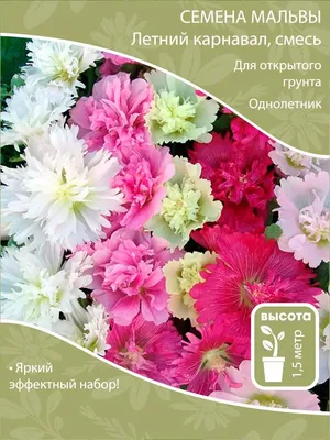 Семена мальвы махровой многолетней: 20 грн. - Сад / город Верхньодніпровськ  на Olx