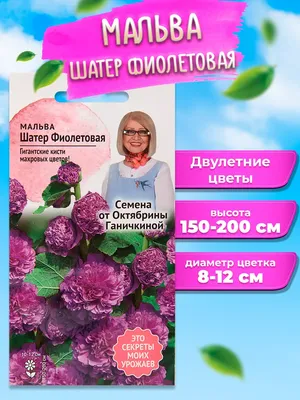 Очаровательный цветок мальва: описание и значение | блог интернет -  магазина АртФлора