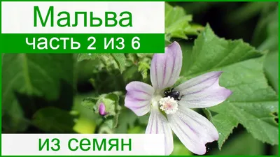 Семена Мальва Ньюпорт розовая (0,2г. а/ф Русский Огород) купить за 46 р. в  садовом центре АСТ Медовое