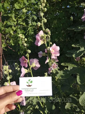 Черные семена мальвы - Althaea rosea var. Нигра - 35 семян - Alcea rosea  var. Nigra – Garden Seeds Market | Бесплатная доставка