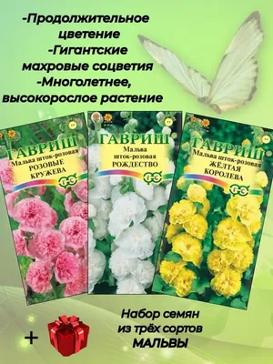 Посадка и уход за мальвой - Agro-Market24