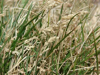 Семена газонной травы ГазонCity Мятлик 100% 0.5 кг по цене 755 ₽/шт. купить  в Твери в интернет-магазине Леруа Мерлен