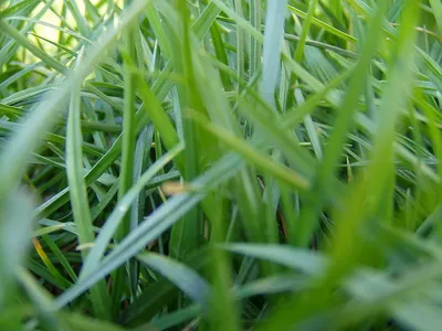 Semena Газонные семена мятлика лугового 1 кг трава низкорослая