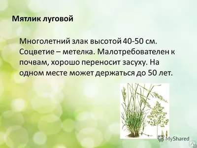 Семена газона ГАЗОНCITY Мятлик 100% 201077 – купить онлайн, каталог товаров  с ценами интернет-магазина Лента | Москва, Санкт-Петербург, Россия