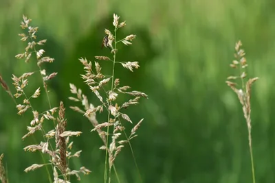 Мятлик луговой от DLF. Сорт Geisha Grass в мешках по 25 кг.