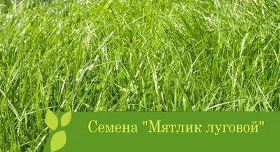 Семена газона Мятлик луговой (Балин) Агрохолдинг Поиск - «Мягкий плотный  газон из мятлика. Опыт выращивания 4 года» | отзывы