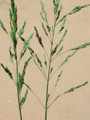 Poa pratensis - Мятлик луговой семена - Wikifarmer