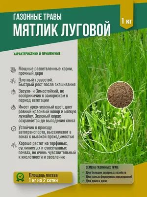 Продажа - Семена Мятлика лугового