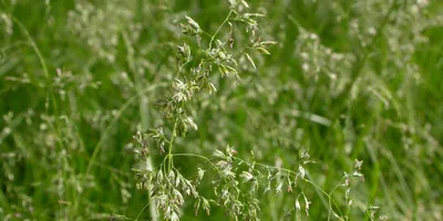 Семена травы Мятлик луговой Broolawn 0,5кг НА РАЗВЕС (ID#1190410587), цена:  209.60 ₴, купить на Prom.ua
