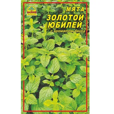 Мята Тимол (Гавриш) - купить семена из России оптом - АГРООПТ