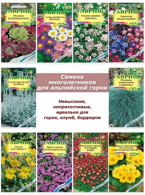 Гвоздики многолетние, Камнеломка Гавриш Многолетние цветы - купить по  выгодным ценам в интернет-магазине OZON (728455067)