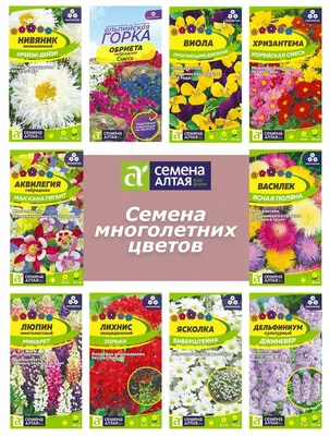 Гайлардия, Гайлардии Семена Алтая Многолетние цветы Алтая - купить по  выгодным ценам в интернет-магазине OZON (742149238)