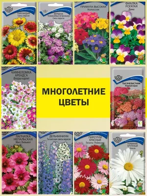Набор семян многолетние цветы для сада и дачи Агрохолдинг Поиск 147522867  купить за 293 ₽ в интернет-магазине Wildberries