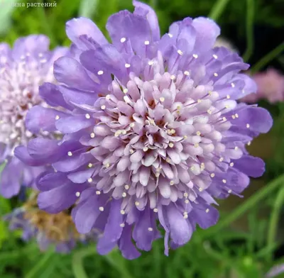 Купить семена Скабиоза Темно-Пурпурная Ледяное Сердце в каталоге семян  однолетних цветов с доставкой почтой