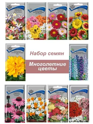 Семена многолетних цветов для сада Поиск 130897639 купить в  интернет-магазине Wildberries