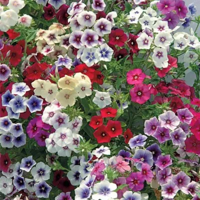 Семена многолетних цветов - ROZETKA | Купить cемена многолетних цветов в  Киеве: цена, отзывы, продажа
