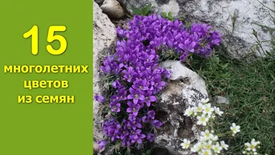 15 многолетних цветов из семян - YouTube