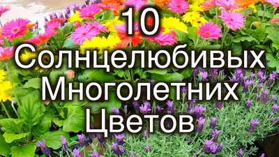 10 Многолетних Цветов Которые Нельзя Сажать В Тени - YouTube
