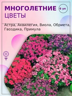 Семена/Семена многолетних цветов/Обриета/Виола/Аквилегия/Примула/Астра/Гвоздика/6  уп | AliExpress