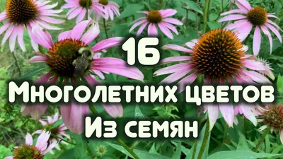 16 Многолетних Цветов Которые Нужно Выращивать Из Семян - YouTube