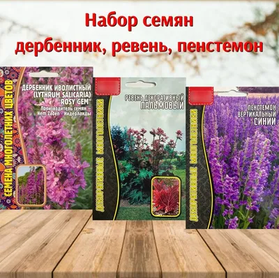 Дербенник, Ревень многолетних цветов для сада Дербенник, Пенстемон, Ревень.  Набор 3 упаковки - купить по выгодным ценам в интернет-магазине OZON  (1147845998)