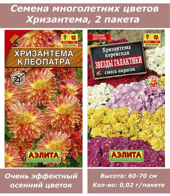 Набор семян, семена многолетних цветов Хризантема — купить в  интернет-магазине по низкой цене на Яндекс Маркете
