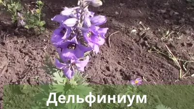 Многолетние цветы, выращенные из семян, цветущие в первый год | Огородник  из Сибири | Дзен