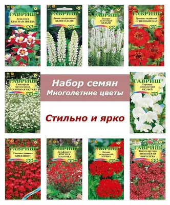 Гипсофилы многолетние, Пионы Гавриш Многолетние цветы_МЛЦ-КБ-4880 - купить  по выгодным ценам в интернет-магазине OZON (533104923)