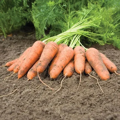 Семена Морковь Нантская улучшенная - купить по выгодной цене | Урожайка
