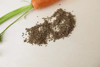 Посадка моркови на ленте: 4 этапа и важные тонкости технологии | AgroMarket  интернет магазин семян