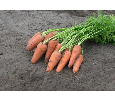 Агрофирма Аэлита Семена моркови короткоплодной Смаковница