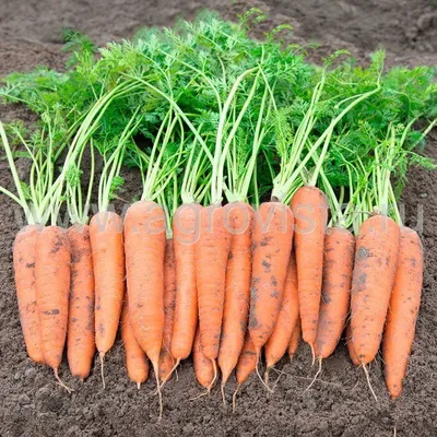 Купить Семена Моркови Медовянка 15 г Агролиния - Семена моркови от Агролиния