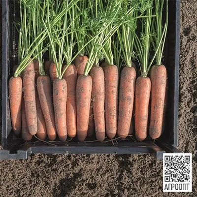 Семена моркови Вита Лонга 500 г. купить