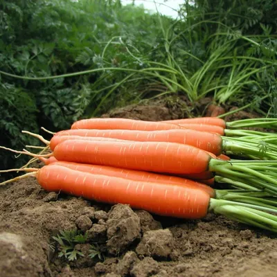 Семена моркови Ранняя сладкая тм. «Лучший урожай», 20г - Sevenmart