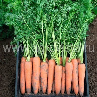 Семена моркови Нью Курода, ранний сорт, \"Коуэл\" (Германия), 500 г — Товары  для выращивания овощей и фруктов — Интернет-магазин Shoproslo