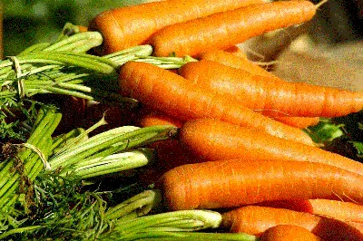 Семена моркови Лосиноостровская - Удобрения МЕРА
