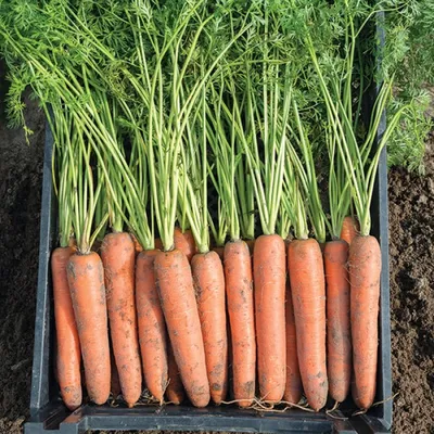 Морковь Ромоса (Bejo) - купить семена из Голландии оптом - АГРООПТ
