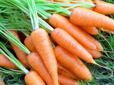 Семена Морковь, Витаминная 6, 2 г, цветная упаковка, Поиск в Орле: цены,  фото, отзывы - купить в интернет-магазине Порядок.ру