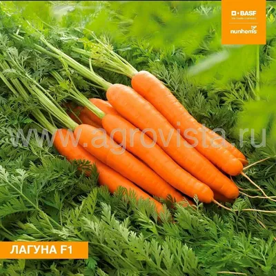 Семена моркови на садовничая лопатке Стоковое Изображение - изображение  насчитывающей овощи, лопаткоулавливатель: 130159061