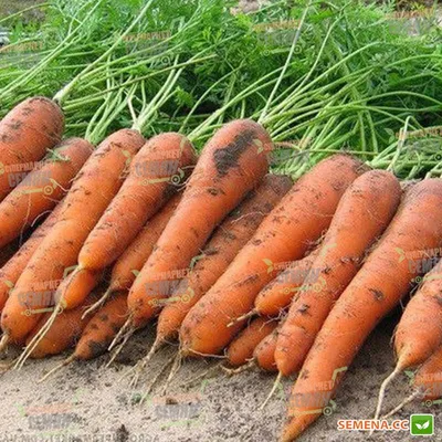 Семена Морковь Голландская - купить в магазине ПроСыр