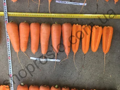 Семена моркови стоковое фото. изображение насчитывающей природа - 68991066