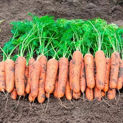 Семена моркови стоковое фото. изображение насчитывающей нант - 123479488