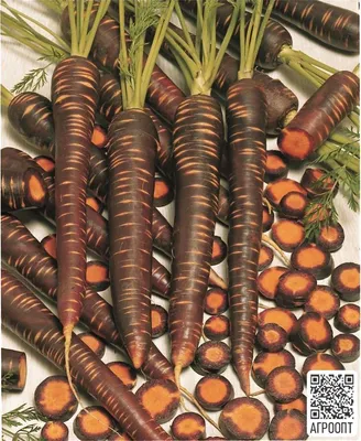 Откуда берутся семена моркови: когда собирать самостоятельно, как понять  что созрели