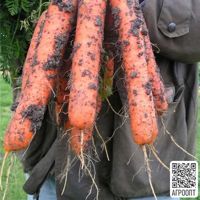Купить семена моркови Ромоса на дачу почтой | оптом и в розницу