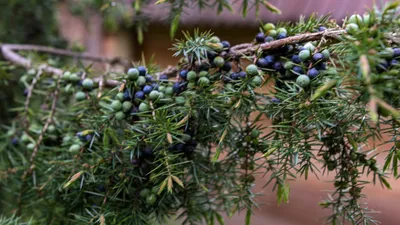 Можжевельник обыкновенный - Juniperus communis