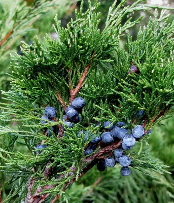 Завод Juniperus (можжевельника) с семенами Стоковое Изображение -  изображение насчитывающей расти, йорк: 68834655