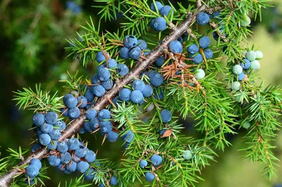 Завод Juniperus (можжевельника) с семенами Стоковое Фото - изображение  насчитывающей кипарис, хадсон: 68834732