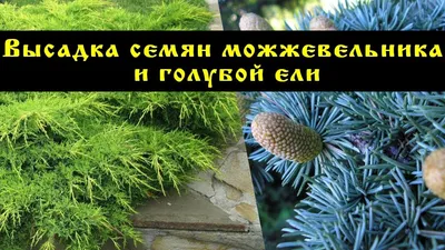 Можжевельник обыкновенный из семян | ЖЁЛУДИ | Дзен