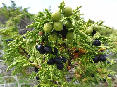 Можжевельник древовидный высокий (лат. Juniperus excelsa) семена 50шт или  10 ягод — купить в интернет-магазине по низкой цене на Яндекс Маркете