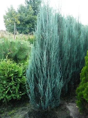 Можжевельник дельтовидный (Juniperus deltoides)